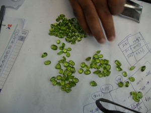 Natural, Gem Quality Peridot Lot-Gemstoneuniverse.com