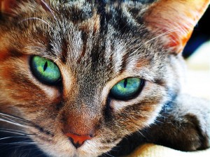 Cat's eye Phenomena in Nature Cat's eye Phenomena in Nature