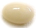 Sri Shankh Mani The Conch Pearl