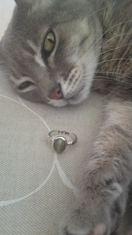 Amazing Tabby and the Cat’s eye – Is this for Real?
