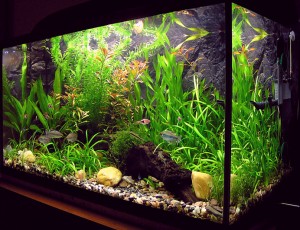 Another Example of Vallisneria Octandra new born Grass one of the preferred shades of Emeralds as described in the sacred texts Another Example of Vallisneria Octandra new born Grass one of the preferred shades of Emeralds as described in the sacred texts