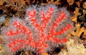 Corallium-rubrum/ Italian Red Coral Corallium-rubrum/ Italian Red Coral