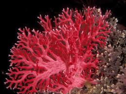 corallium japonicum (Japanese Red Coral) corallium japonicum (Japanese Red Coral)