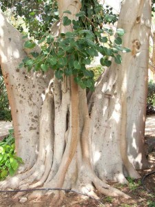 Ashwath tree