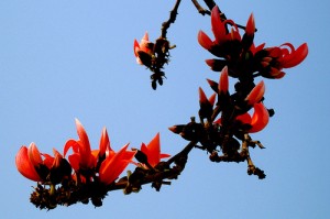 Palash Flowers