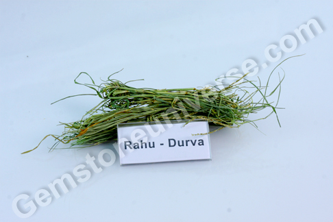 Cynodon dactylon Durva Bhasma Sacred Ash for Rahu Cynodon dactylon Durva Bhasma Sacred Ash for Rahu