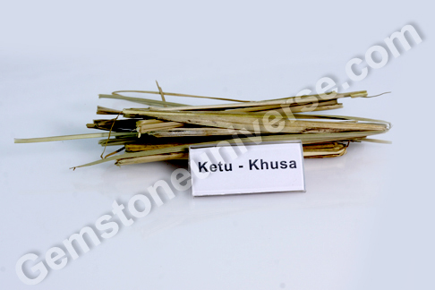 Poa cynosuroides Kusha Bhasma Sacred Ash for Ketu Poa cynosuroides Kusha Bhasma Sacred Ash for Ketu