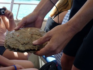 Pinctada Maxima Oyster
