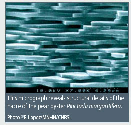Internal structure of Pearl Image - marinebiotech.org