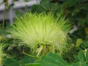 Sirisa flower - Albizia lebbeck