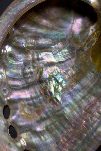 highly iridescent mother-of-pearl