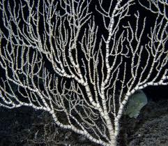 Bamboo Coral