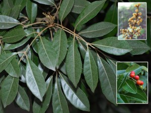 priyangu plant