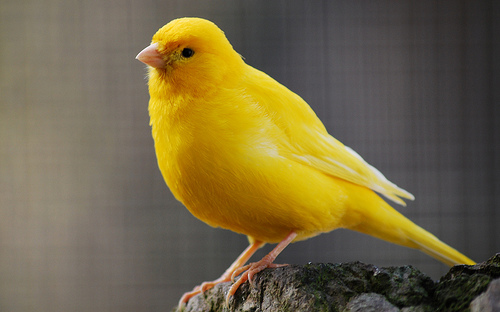 The Yellow Canary